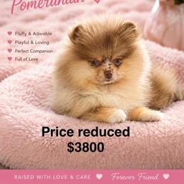 Little Ms.  Toffee - Chocolate merle female Pomeranian puppy in Interlachen, Florida from DK DARLINGS