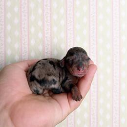 Truffle - Dapple female Dachshund puppy in Inverness, Florida from Canaan Farm Corgis