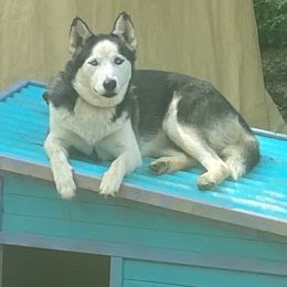 Dawn - Siberian Husky