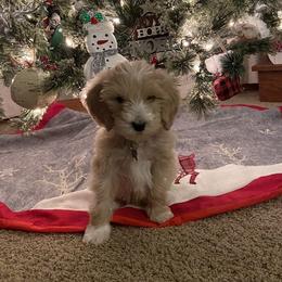 Goldendoodle Puppies from Goldendoodles of Vanhoy Farms