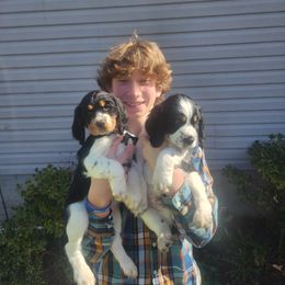 English Springer Spaniel Puppies from Ocoee Mountain Springers