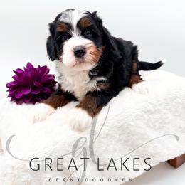 Sailor - Tri-color female Bernedoodle puppy in Baroda, Michigan from Great Lakes Bernedoodles