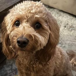 Goldendoodle All Grown Up from Henderson Farm and Home
