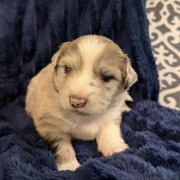 Skye - Blue merle male Miniature Australian Shepherd puppy in Dallas, Waco, And Tyler, Texas from Beulah Aussie Farms Texas