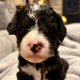 Brown boy - Tri-color male Bernedoodle puppy in Lake, Michigan from 3 King Doodles & Poodles