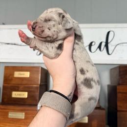 Django - Merle male Great Dane puppy in Jerusalem, Arkansas from Mara Danes