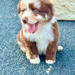 Red Merle male - Red merle male Miniature Australian Shepherd puppy in Lemon Cove, California from Magic Ranch Mini Aussies