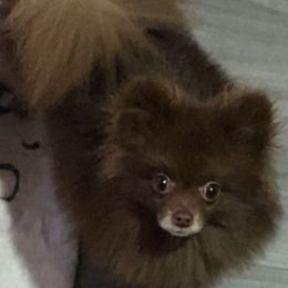 Coco - Pomeranian