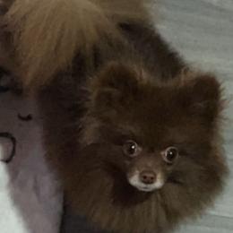 Coco - Pomeranian
