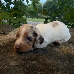 Harvey - Dapple male Dachshund puppy in Park Hill, Oklahoma from Lakeview Dachshunds