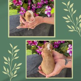 Happy - Apricot male Australian Labradoodle puppy in Cashmere, Washington from Mountain Home Doodles