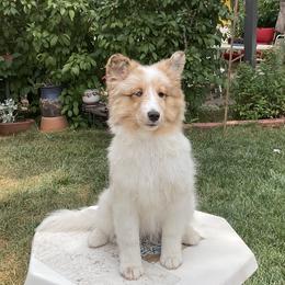 Shetland Sheepdog Puppies from Kochar Shelties