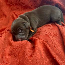 Orange Collar aka Aotrom - Chocolate male Labrador Retriever puppy in Alvin, Texas from Red Retrievers