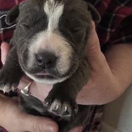 Girl5 - Gray female Cane Corso puppy in Richmond, Kentucky from AK&J Kentucky Corsos