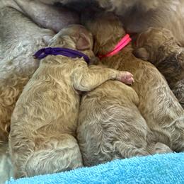 Girl 4 - Apricot female Goldendoodle puppy in Inez, Texas from Heavenly H Doodles