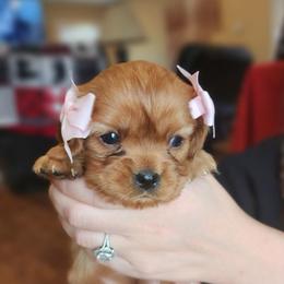 Juliet-Pink - Ruby female Cavalier King Charles Spaniel puppy in London, Arkansas from Frosty’s Cavaliers