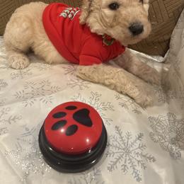 Atlas - Apricot male Poodle puppy in Mobile, Alabama from Semmy’s Standard Poodle LLC