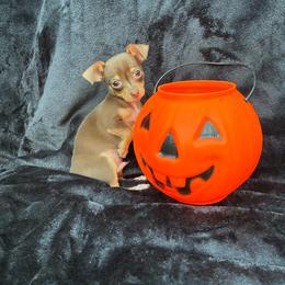 Coconut - Chocolate and tan male Chihuahua puppy in Conway, Arkansas from Kings chichis