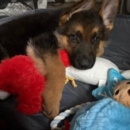 Red - Black and red male German Shepherd puppy in Sacramento, California from Von Blackwolf German Shepherds