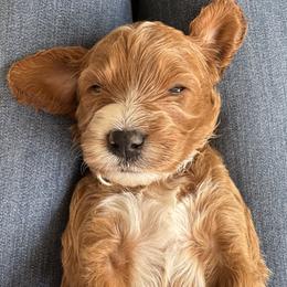 Orion - Apricot male Goldendoodle puppy in Gilbert, Arizona from DogHouse Doodles