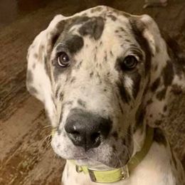Great Danes from Grace Redeemed Danes
