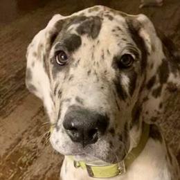 Great Danes from Grace Redeemed Danes