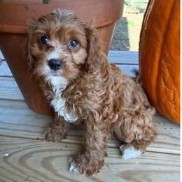Gilbert - Red male Cavapoo puppy in Bozrah, Connecticut from Cedar Creek Farms