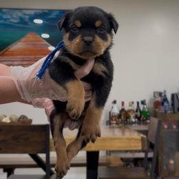 Blue Collar Male - Black and tan male Rottweiler puppy in Brandenburg, Kentucky from Boss Rottweiler Haus