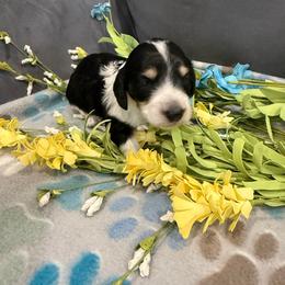 Star - Piebald female Dachshund puppy in Troup, Texas from Darling Doxies
