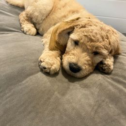 Goldendoodle Puppies from Jeanbeans Doodles