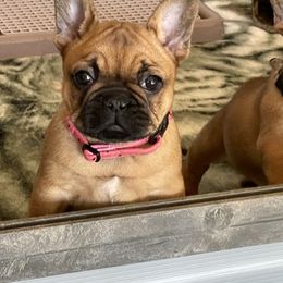 Australian Shepherd and French Bulldog Puppies from Golden Oak Gypsy