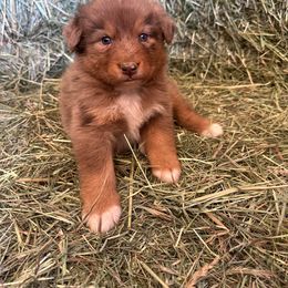 Girl 2 - Australian Shepherd puppy in Otis, Oregon from Heritage Hill Aussies