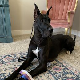 Denali - Great Dane