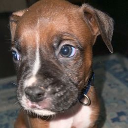 Dark Blue - Fawn Boxer puppy in Pikeville, Tennessee from AG Mountain Boxers