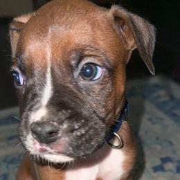Dark Blue - Fawn Boxer puppy in Pikeville, Tennessee from AG Mountain Boxers