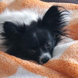 Papillon Puppies from HSF Papillons