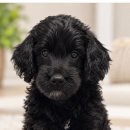 Benjamin - Black male Goldendoodle puppy in Point, Texas from Tiny Paws Goldendoodles