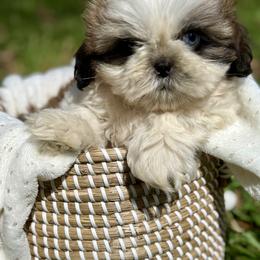 Mr. Orange - Brindle and white male Shih Tzu puppy in Waco, Texas from Shih Tzus To Love