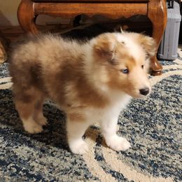 Paisley - Sable merle and white female Collie puppy in Nevada, Missouri from Briarwood Collies