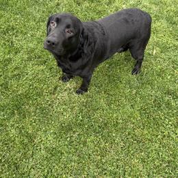 Stormi - 4 years old female - Black female Labrador Retriever puppy in California from Sweetheart Labradors