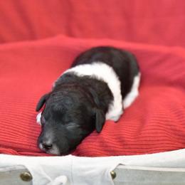 Girl 5 - Parti female Poodle puppy in Bauxite, Arkansas from Mountain Ridge Poodles