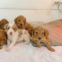 Cockapoo and Goldendoodle Puppies from My Forever Best Friend