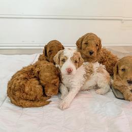 Cockapoo and Goldendoodle Puppies from My Forever Best Friend