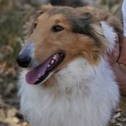 Collies and Pugs from Sharp Classic Collies