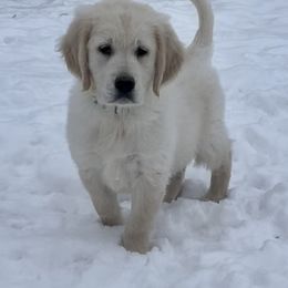 Light green - Golden Retriever puppy in Linden, Michigan from High Society Farm