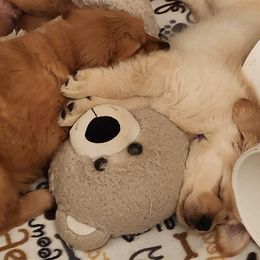 Golden Retriever and Samoyed Puppies from Snowshoe Samoyeds & Impact Golden Retrievers