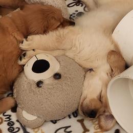 Golden Retriever and Samoyed Puppies from Snowshoe Samoyeds & Impact Golden Retrievers