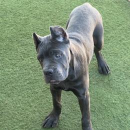 Titanium - Gray female Cane Corso puppy in Las Vegas, Nevada from Campo Cane Corso
