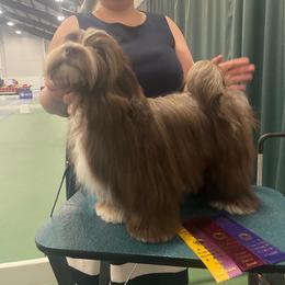 Mittens - Havanese