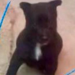 Peanut - Black male Belgian Malinois puppy in North Fort Myers, Florida from Reinwald Kennels